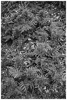 Patch of Indian Warriors (Pedicularis Dens floras). Pinnacles National Park, California, USA. (black and white)