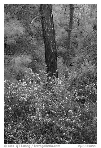 Forest with shrubs in bloom. Pinnacles National Park (black and white)