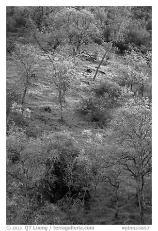 Hillside with newly leafed trees. Pinnacles National Park, California, USA.