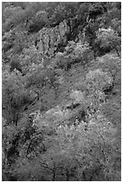 Hillside with trees and rocks in early spring. Pinnacles National Park, California, USA. (black and white)