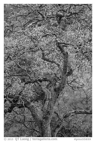 Newly leafed oak tree. Pinnacles National Park, California, USA.