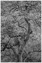 Newly leafed oak tree. Pinnacles National Park, California, USA. (black and white)