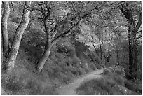 Condor Gulch Trail through oak forest. Pinnacles National Park, California, USA. (black and white)