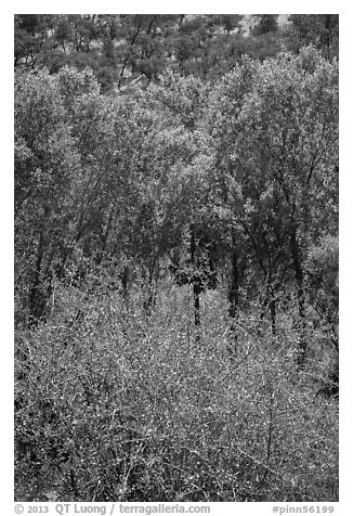 Shrubs, cottonwoods, and oaks in the spring. Pinnacles National Park, California, USA.