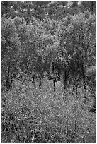 Shrubs, cottonwoods, and oaks in the spring. Pinnacles National Park, California, USA. (black and white)