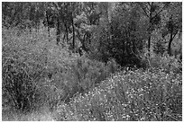 Wildflowers, shrubs, cottonwoods, in the spring. Pinnacles National Park, California, USA. (black and white)