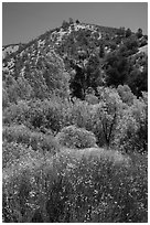 Wildflowers, trees, and hills in the hill. Pinnacles National Park, California, USA. (black and white)