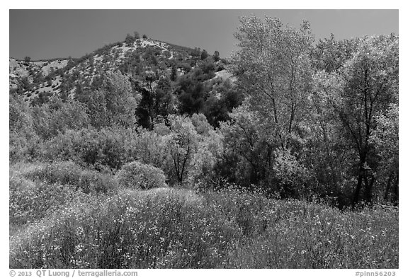 Wildflowers and riparian habitat in the spring. Pinnacles National Park, California, USA.