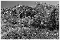 Wildflowers and riparian habitat in the spring. Pinnacles National Park, California, USA. (black and white)