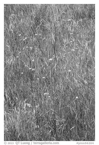 Flowers and grasses. Pinnacles National Park, California, USA.