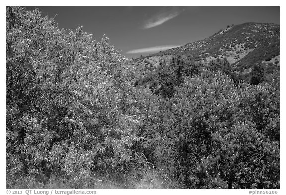 Trees blooming in the spring in valley. Pinnacles National Park, California, USA.