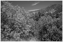 Trees blooming in the spring in valley. Pinnacles National Park, California, USA. (black and white)