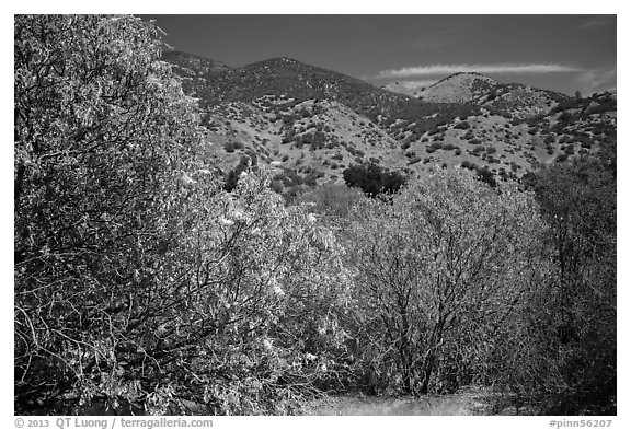 Trees with blooms and old leaves. Pinnacles National Park, California, USA.