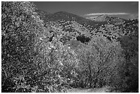 Trees with blooms and old leaves. Pinnacles National Park, California, USA. (black and white)