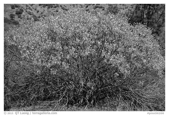 Buckeye in bloom. Pinnacles National Park, California, USA.