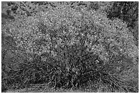 Buckeye in bloom. Pinnacles National Park, California, USA. (black and white)