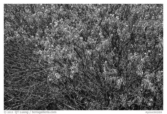 Old, new leaves and blooms. Pinnacles National Park (black and white)