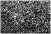 Old, new leaves and blooms. Pinnacles National Park, California, USA. (black and white)