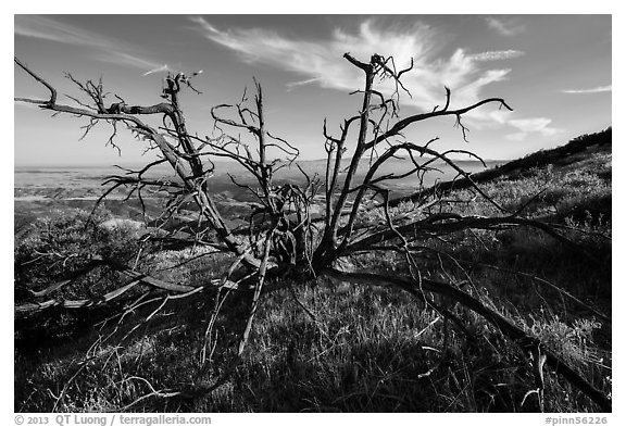 Tree skeleton near South Chalone Peak. Pinnacles National Park (black and white)
