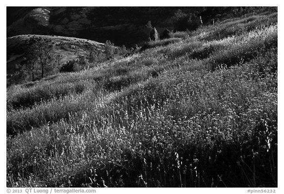 Grasses on hillside, late afternoon. Pinnacles National Park (black and white)