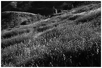 Grasses on hillside, late afternoon. Pinnacles National Park, California, USA. (black and white)