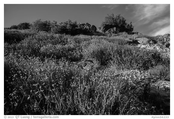 Flowers and rocks, South Chalone Peak. Pinnacles National Park (black and white)