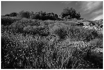 Flowers and rocks, South Chalone Peak. Pinnacles National Park, California, USA. (black and white)