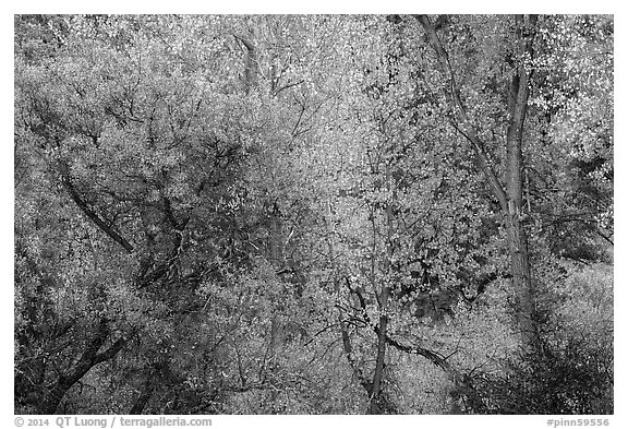 Autumn foliage along near Peaks View. Pinnacles National Park (black and white)