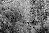 Autumn foliage along near Peaks View. Pinnacles National Park ( black and white)