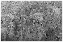 Cottonwoods in autumn along Chalone Creek. Pinnacles National Park ( black and white)