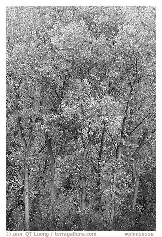 Fall foliage along Chalone Creek. Pinnacles National Park (black and white)