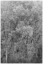 Fall foliage along Chalone Creek. Pinnacles National Park ( black and white)