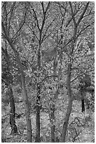 Trees in autumn foliage, Bear Valley. Pinnacles National Park ( black and white)