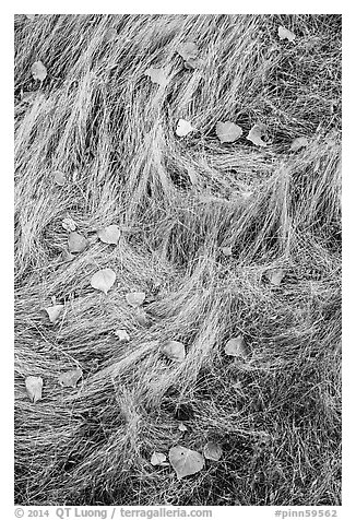 Close-up of autumn grasses and fallen leaves. Pinnacles National Park (black and white)