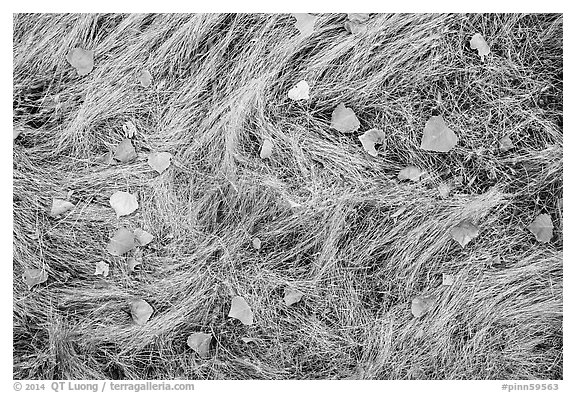 Ground view in autumn with grasses and fallen leaves. Pinnacles National Park (black and white)