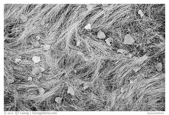 Ground view in autumn with grasses and fallen leaves. Pinnacles National Park (black and white)