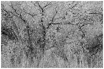 Cottonwoods in fall colors along Chalone Creek. Pinnacles National Park ( black and white)