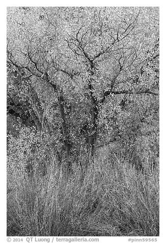 Shrubs and cottonwoods in autumn. Pinnacles National Park (black and white)