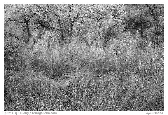 Shrubs and trees in autumn. Pinnacles National Park (black and white)