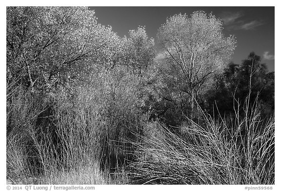 Shrubs and trees in autumn against blue sky, Bear Valley. Pinnacles National Park (black and white)
