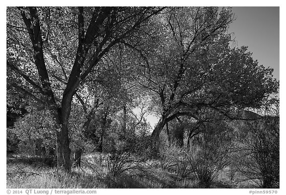 Group of cottonwoods trees in autumn. Pinnacles National Park (black and white)