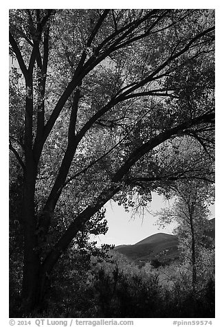 Hills framed by trees in autumn foliage. Pinnacles National Park (black and white)