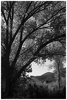 Hills framed by trees in autumn foliage. Pinnacles National Park ( black and white)