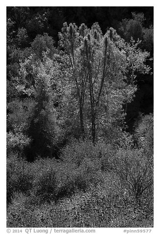 Fall foliage along Bear Gulch. Pinnacles National Park (black and white)