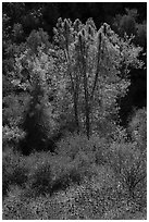 Fall foliage along Bear Gulch. Pinnacles National Park ( black and white)