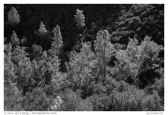 Evergreens and deciduous trees in fall foliage along Bear Gulch. Pinnacles National Park (black and white)
