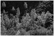 Evergreens and deciduous trees in fall foliage along Bear Gulch. Pinnacles National Park ( black and white)