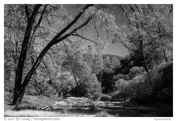 Dry Chalone Creek along Old Pinnacles Trail in autumn. Pinnacles National Park (black and white)