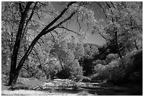 Dry Chalone Creek along Old Pinnacles Trail in autumn. Pinnacles National Park ( black and white)