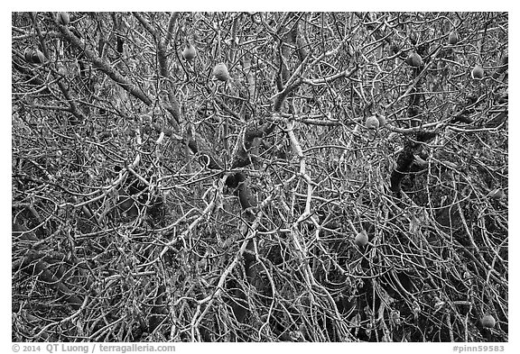 Close-up of Buckeye tree in autumn. Pinnacles National Park (black and white)